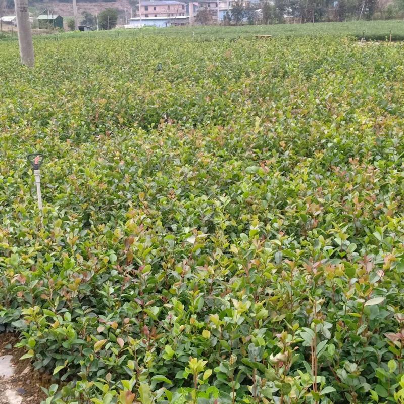油茶苗成活率高品质保证欢迎来电洽谈合作诚信经营