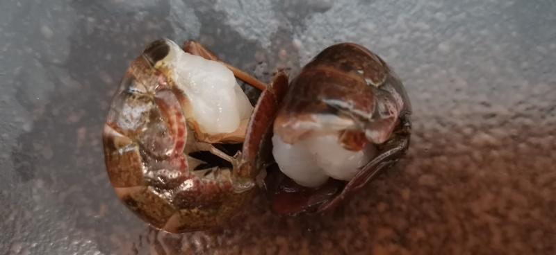 活虾现剥去虾头虾线小龙虾鲜虾尾