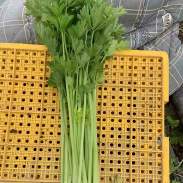 精品芹菜，现摘现发，货源充足产地直销，可视频看货