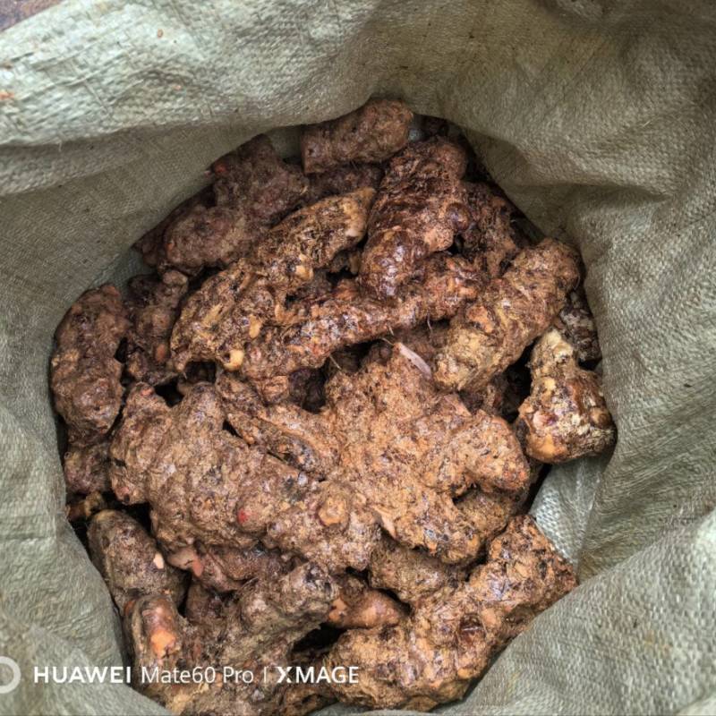 纯正天然野生白肉粉质清香煲汤清甜土茯苓实力高品质货源