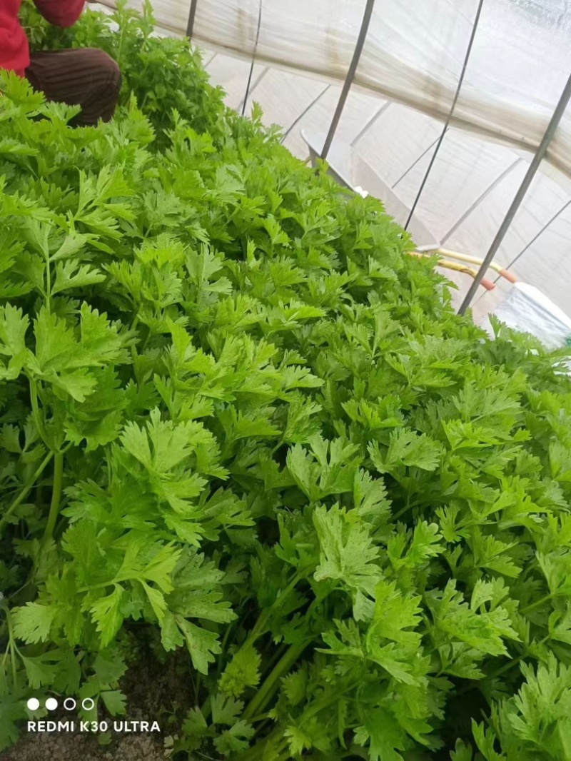 精品芹菜，现摘现发，货源充足产地直销，可视频看货