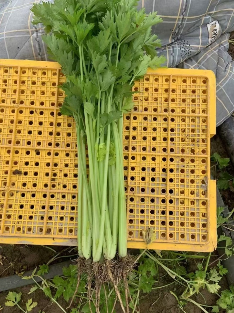 精品芹菜，现摘现发，货源充足产地直销，可视频看货