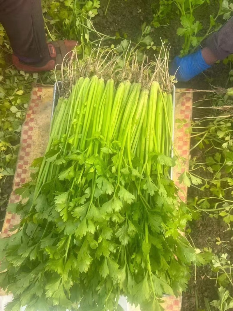 精品芹菜，现摘现发，货源充足产地直销，可视频看货