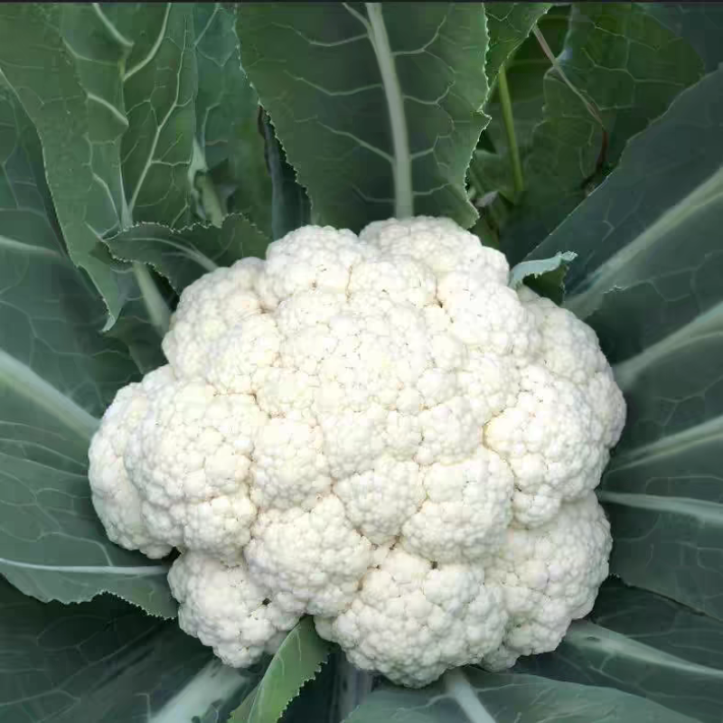 白花菜花产地大量供应，支持视频看货，保质保量。