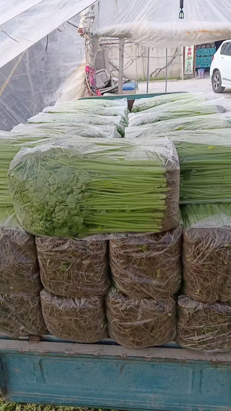 精品芹菜，现摘现发，货源充足产地直销，可视频看货