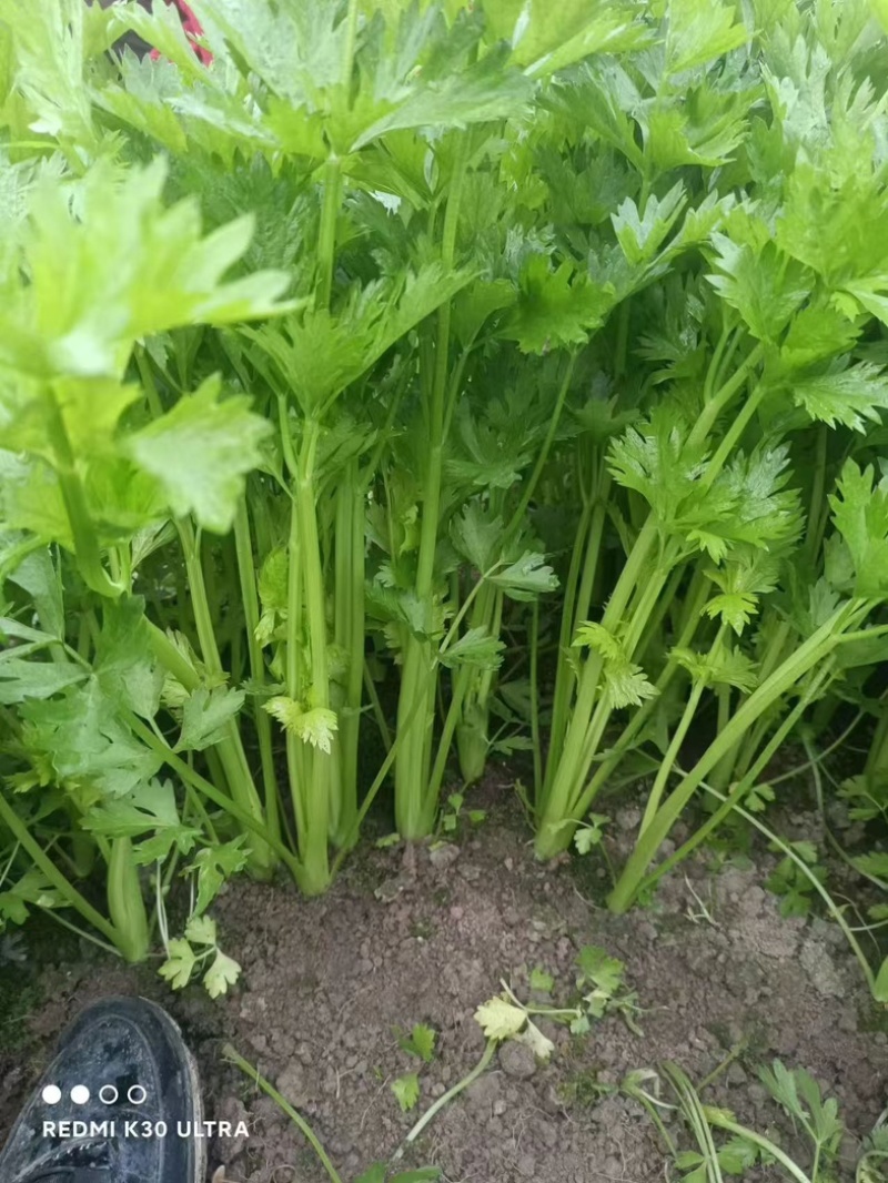 精品芹菜，现摘现发，货源充足产地直销，可视频看货