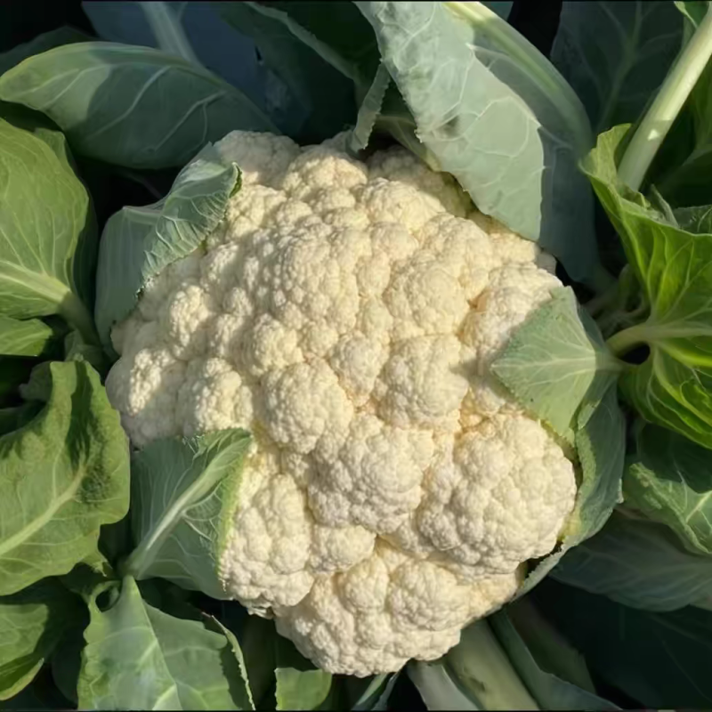 白花菜花产地大量供应，支持视频看货，保质保量。