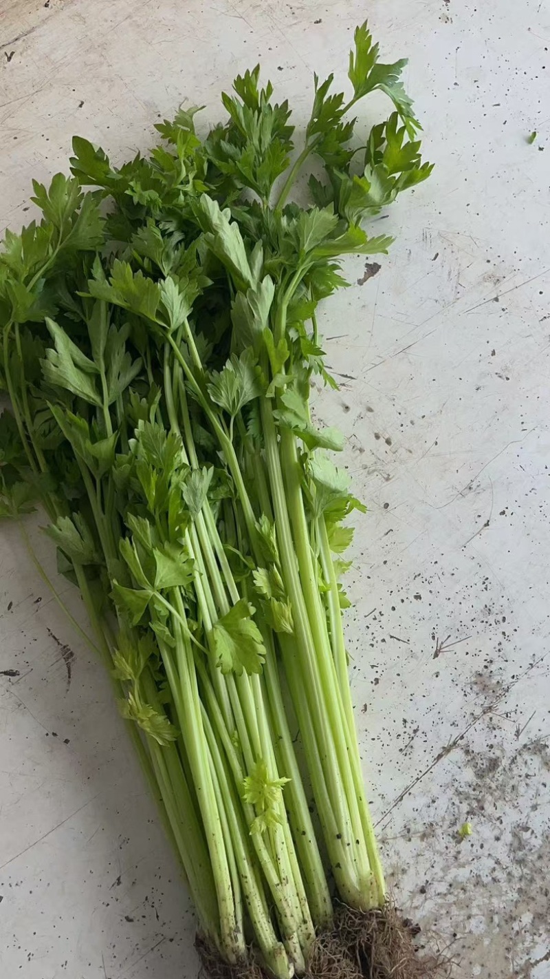 精品芹菜，现摘现发，货源充足产地直销，可视频看货