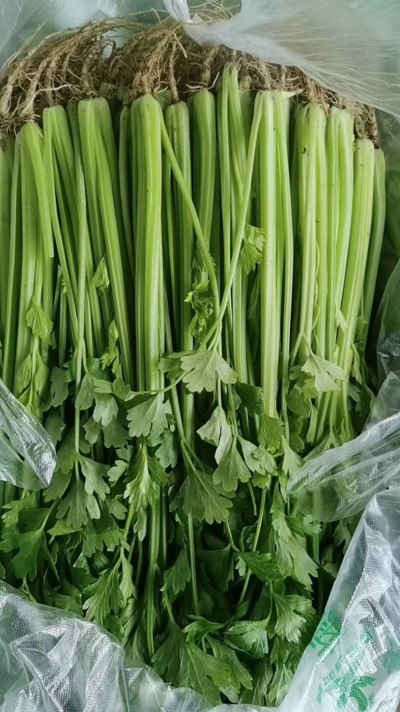 精品芹菜，现摘现发，货源充足产地直销，可视频看货