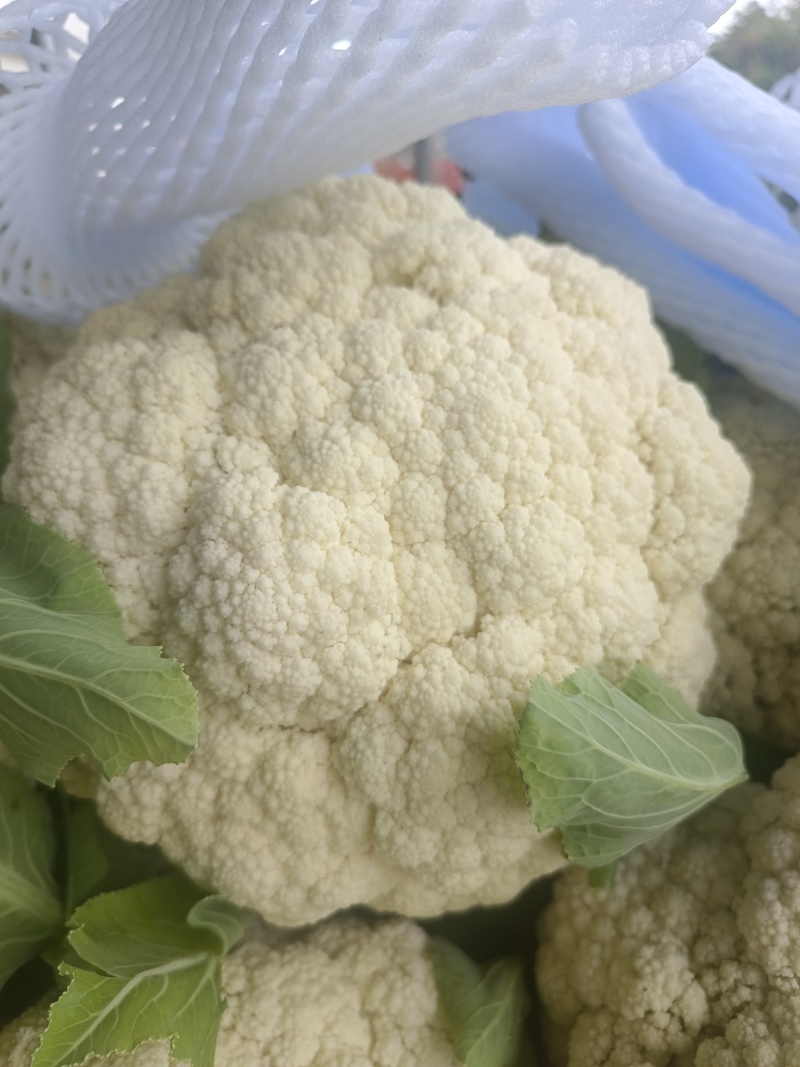 白花菜花产地大量供应，支持视频看货，保质保量。