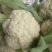 白花菜花产地大量供应，支持视频看货，保质保量。