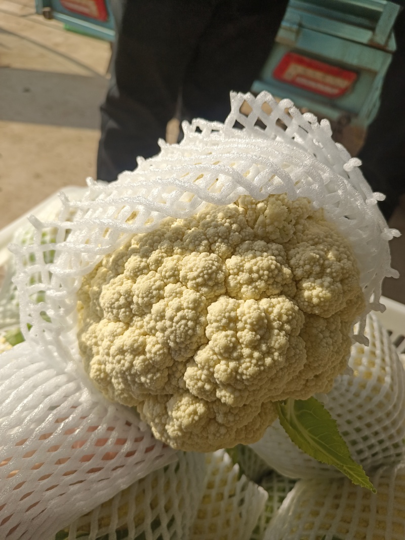 白花菜花产地大量供应，支持视频看货，保质保量。