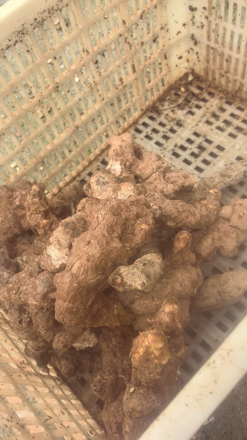 精品土茯苓高质量低价批发实力商家一手货源