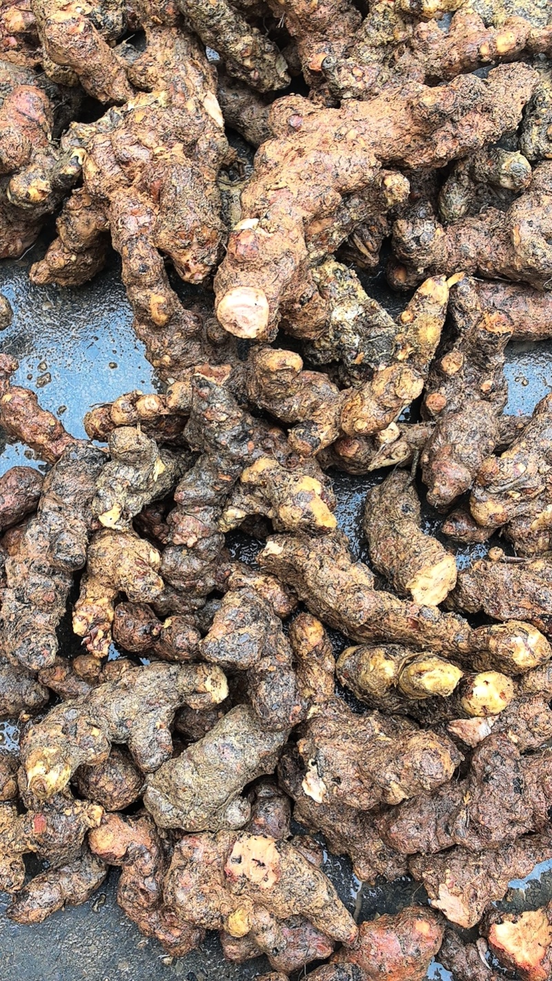 精品土茯苓高质量低价批发实力商家一手货源
