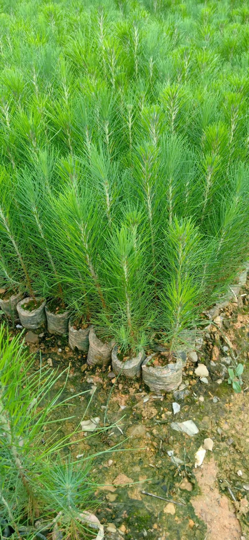 湿地松苗踩油松品质保证价格优惠欢迎咨询洽谈合作价优