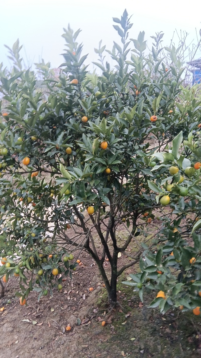 柑桔苗金钱桔树苗湖南水果柑橘苗，大树中小苗