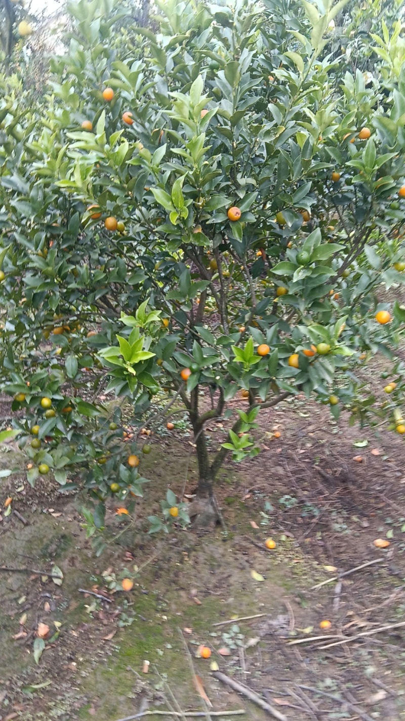 柑桔苗金钱桔树苗湖南水果柑橘苗，大树中小苗