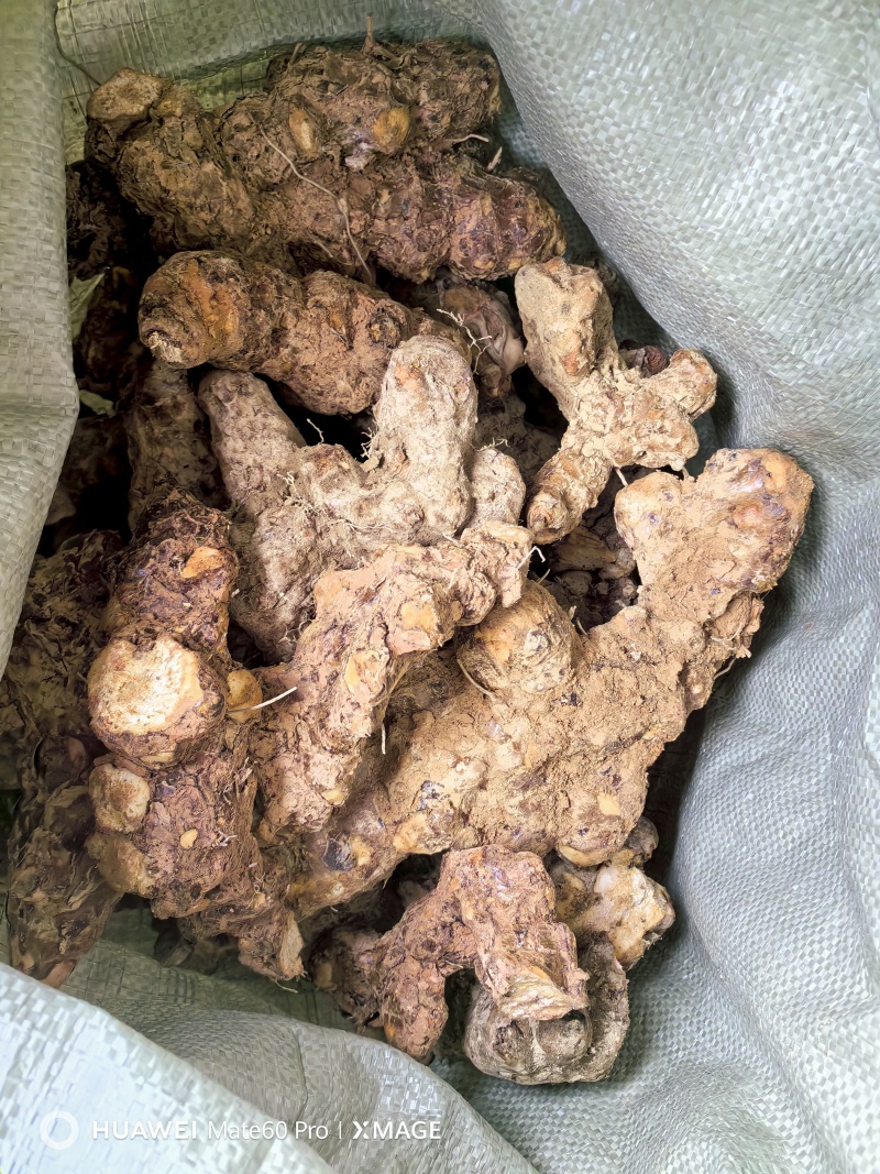 纯正天然野生本地土茯苓白肉粉质大土茯苓煲汤清香