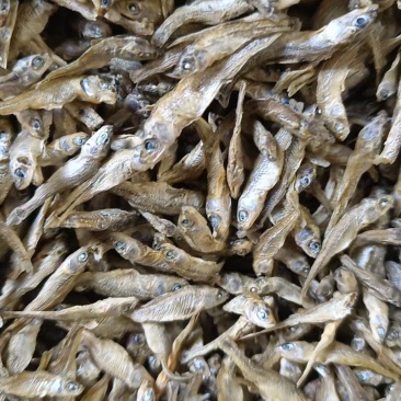 麦穗鱼