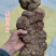 天然野生何首乌，单个1一6斤不等，新鲜大个**
