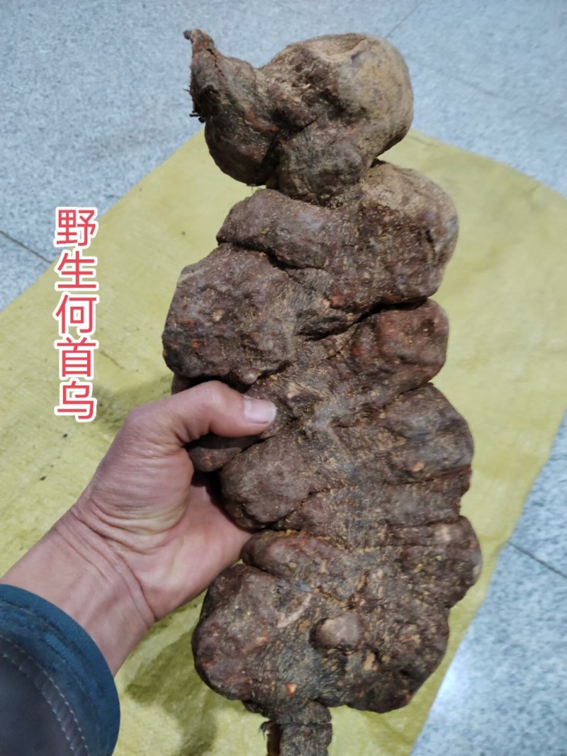 天然野生何首乌，单个1一6斤不等，新鲜大个**