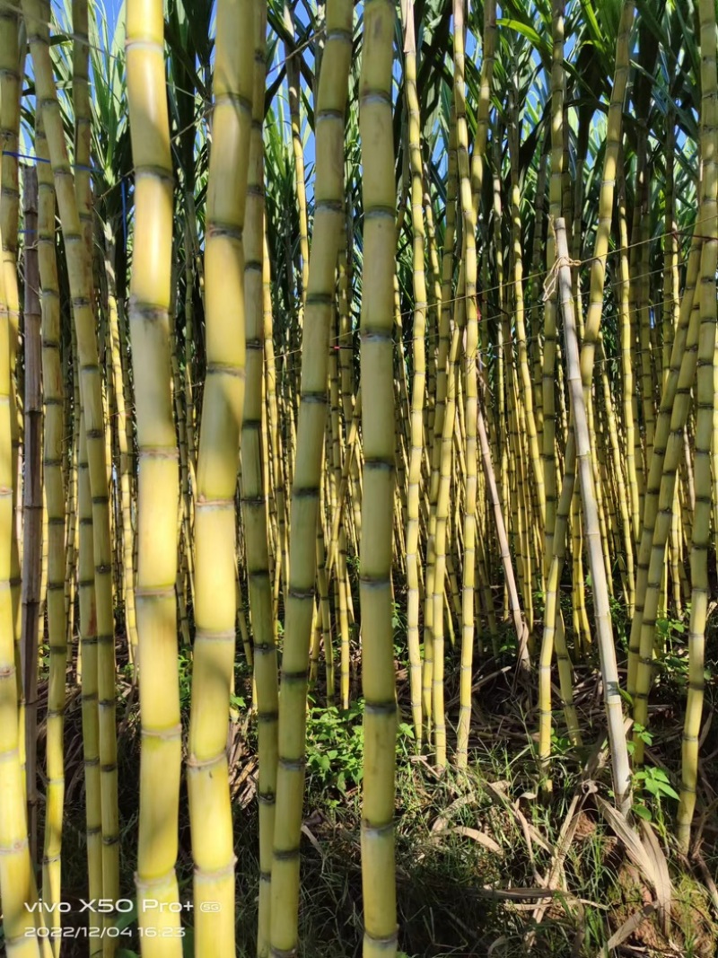 【广西黄皮甘蔗】一手货源，黄金甘蔗，鲜嫩多汁，产地直发量咨