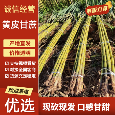 【广西黄皮甘蔗】一手货源，黄金甘蔗，鲜嫩多汁，产地直发量咨