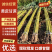 【广西黄皮甘蔗】一手货源，黄金甘蔗，鲜嫩多汁，产地直发量咨