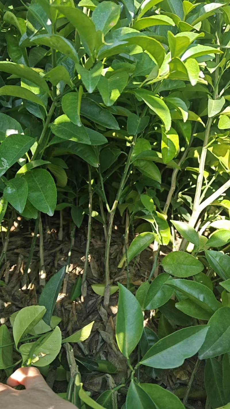 嫁接药枳壳苗二年生