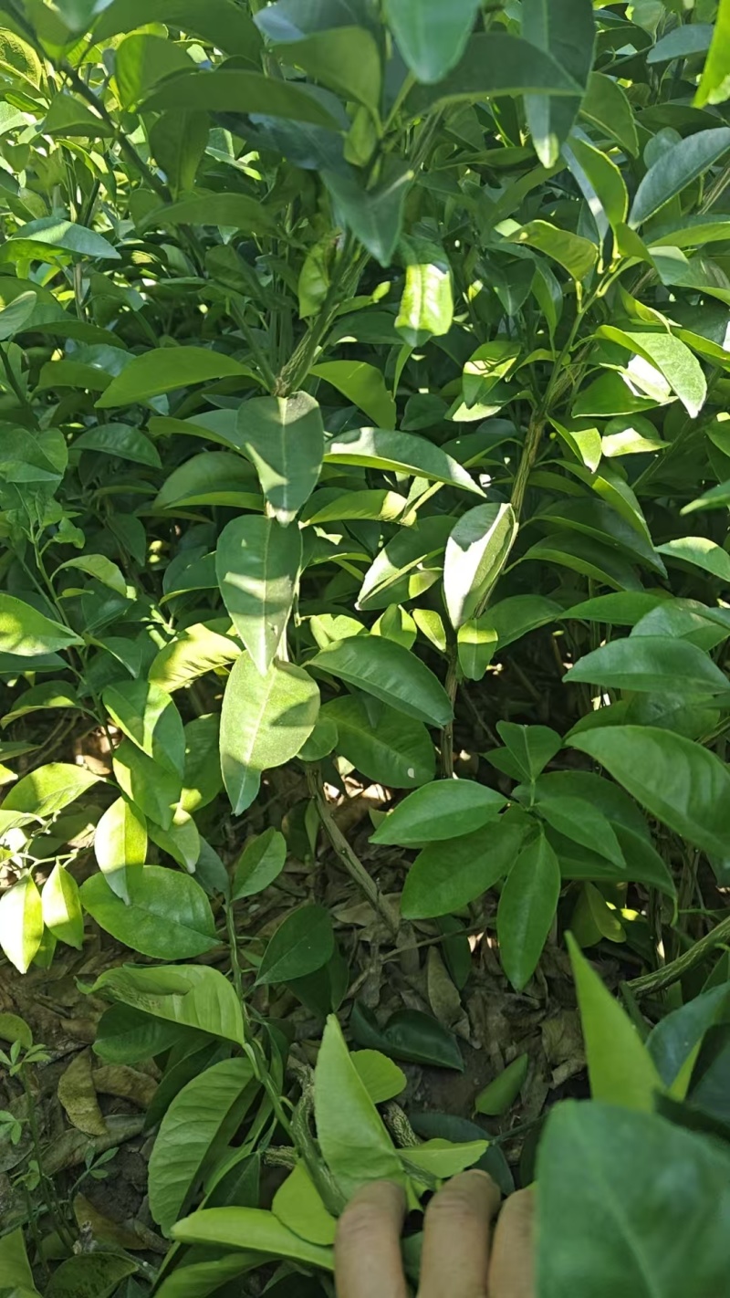 嫁接药枳壳苗二年生