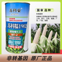 苏科糯1902加甜糯玉米种子耐热高产专业户海南广东广西包
