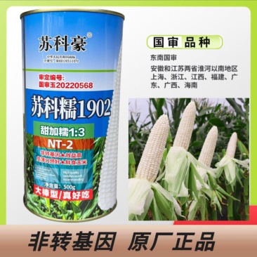 苏科糯1902加甜糯玉米种子耐热高产专业户海南广东广西包