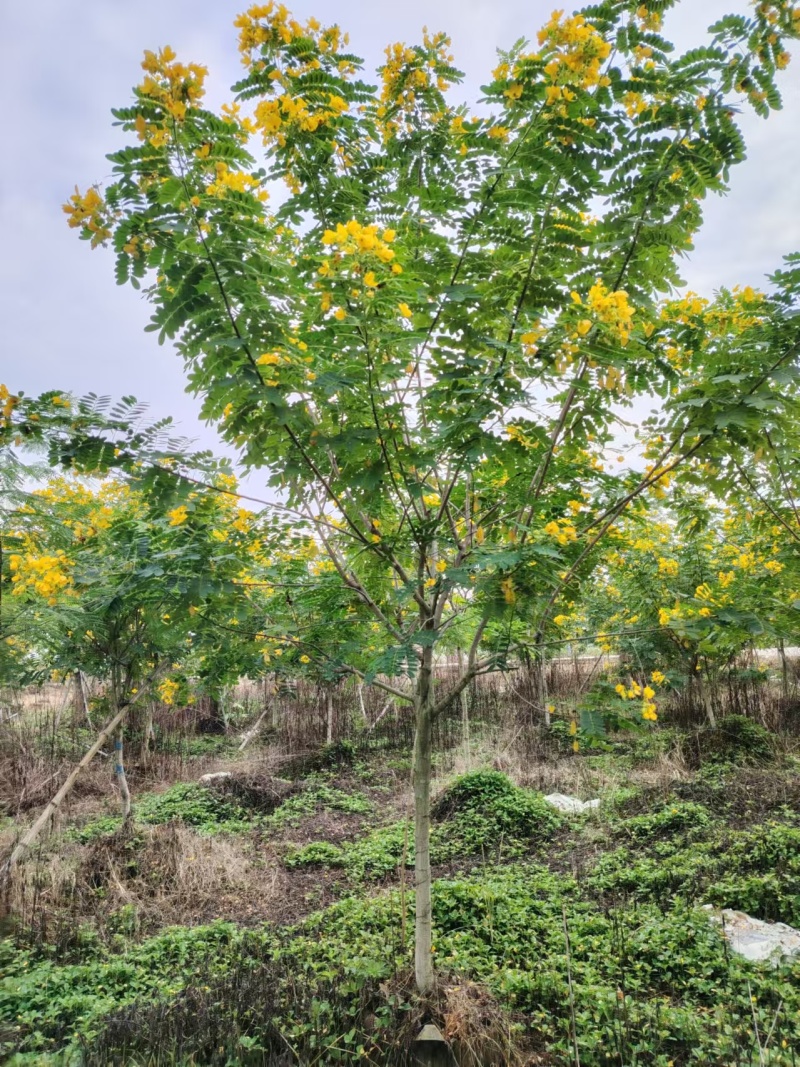 黄槐3-10分原生袋苗，骨架苗大量现货供应