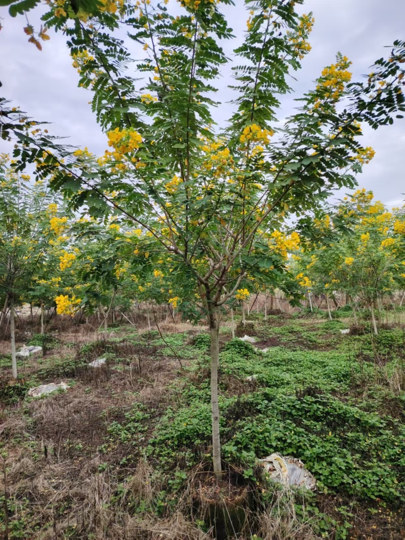 黄槐3-10分原生袋苗，骨架苗大量现货供应