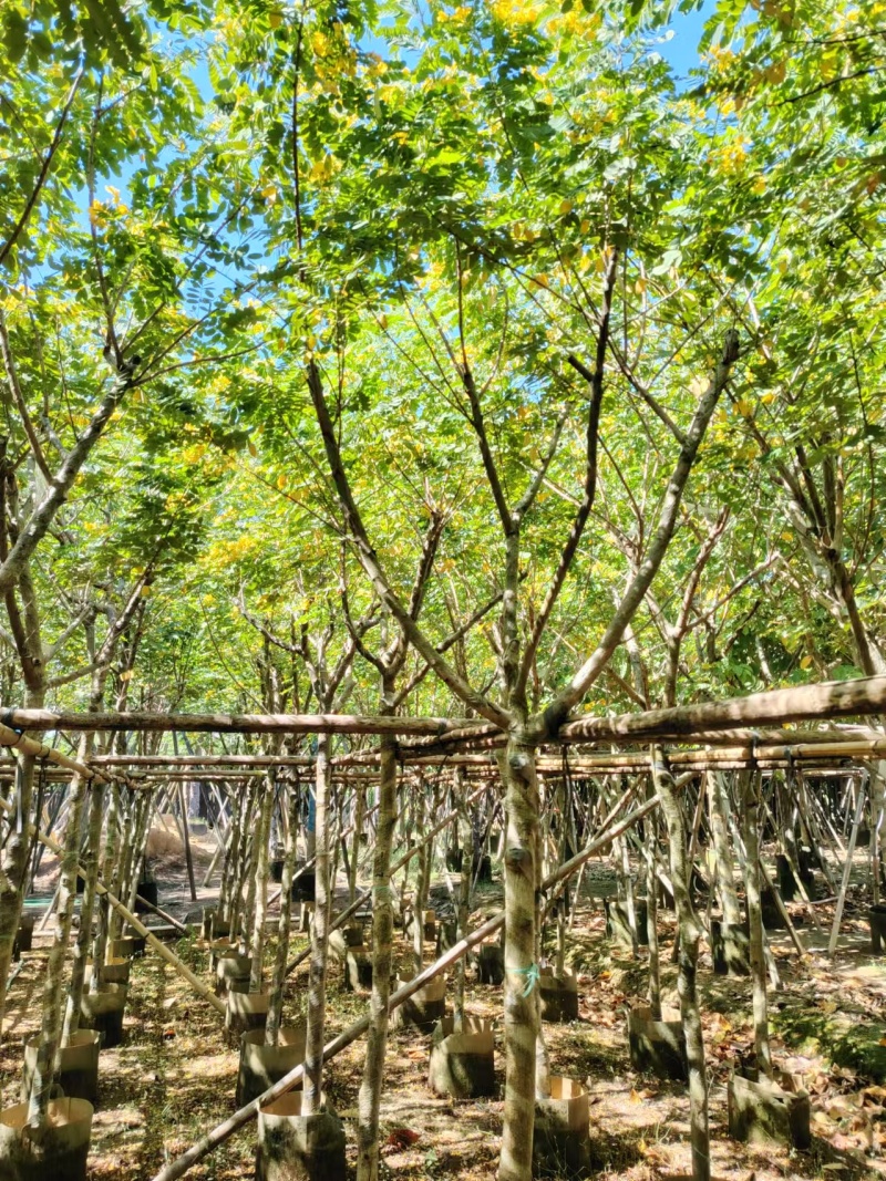黄槐3-10分原生袋苗，骨架苗大量现货供应