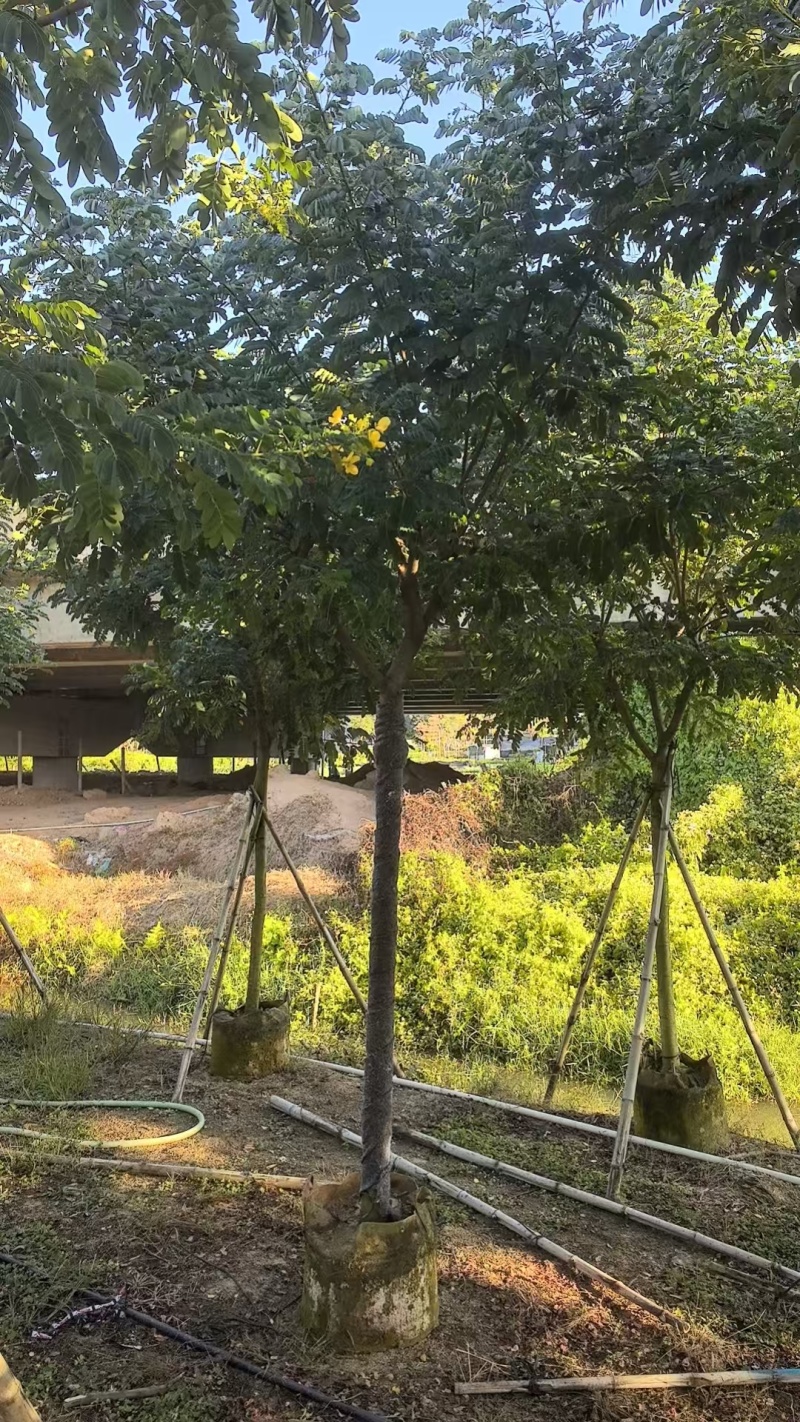 黄槐3-10分原生袋苗，骨架苗大量现货供应