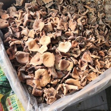湖南湘西松树菌干货土特产寒菌枞树菌新鲜清水菌野生菌松乳菇