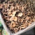湖南湘西松树菌干货土特产寒菌枞树菌新鲜清水菌野生菌松乳菇