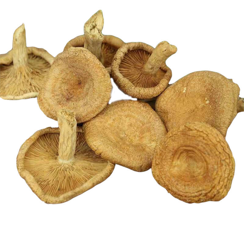 湖南湘西松树菌干货土特产寒菌枞树菌新鲜清水菌野生菌松乳菇