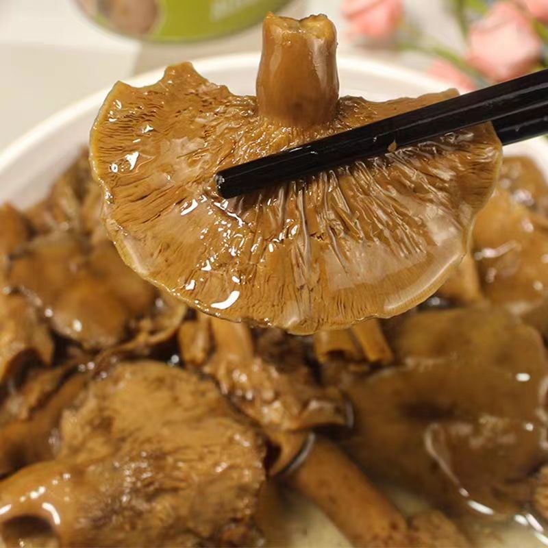 湖南湘西松树菌干货土特产寒菌枞树菌新鲜清水菌野生菌松乳菇
