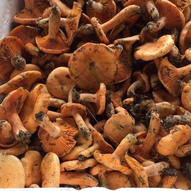 湖南湘西松树菌干货土特产寒菌枞树菌新鲜清水菌野生菌松乳菇