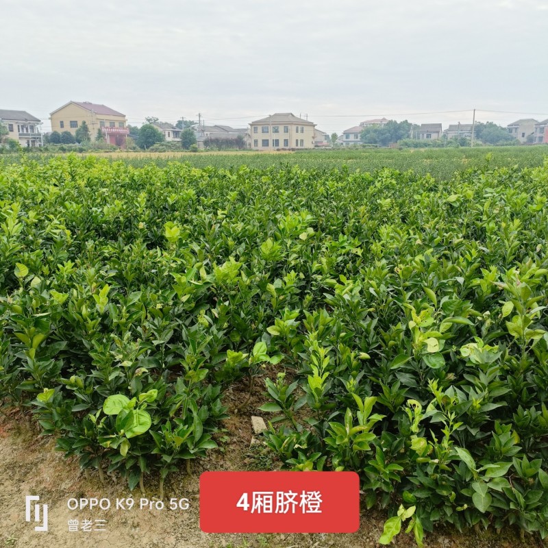 赣南脐橙苗，嫁接果树苗，中苗小苗橙子苗包邮
