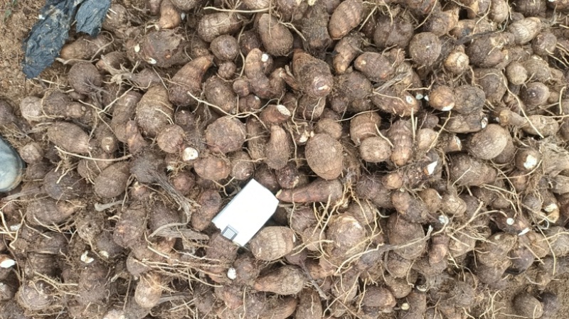 牛奶芋头口感细腻品质保证规格齐全量大从优！