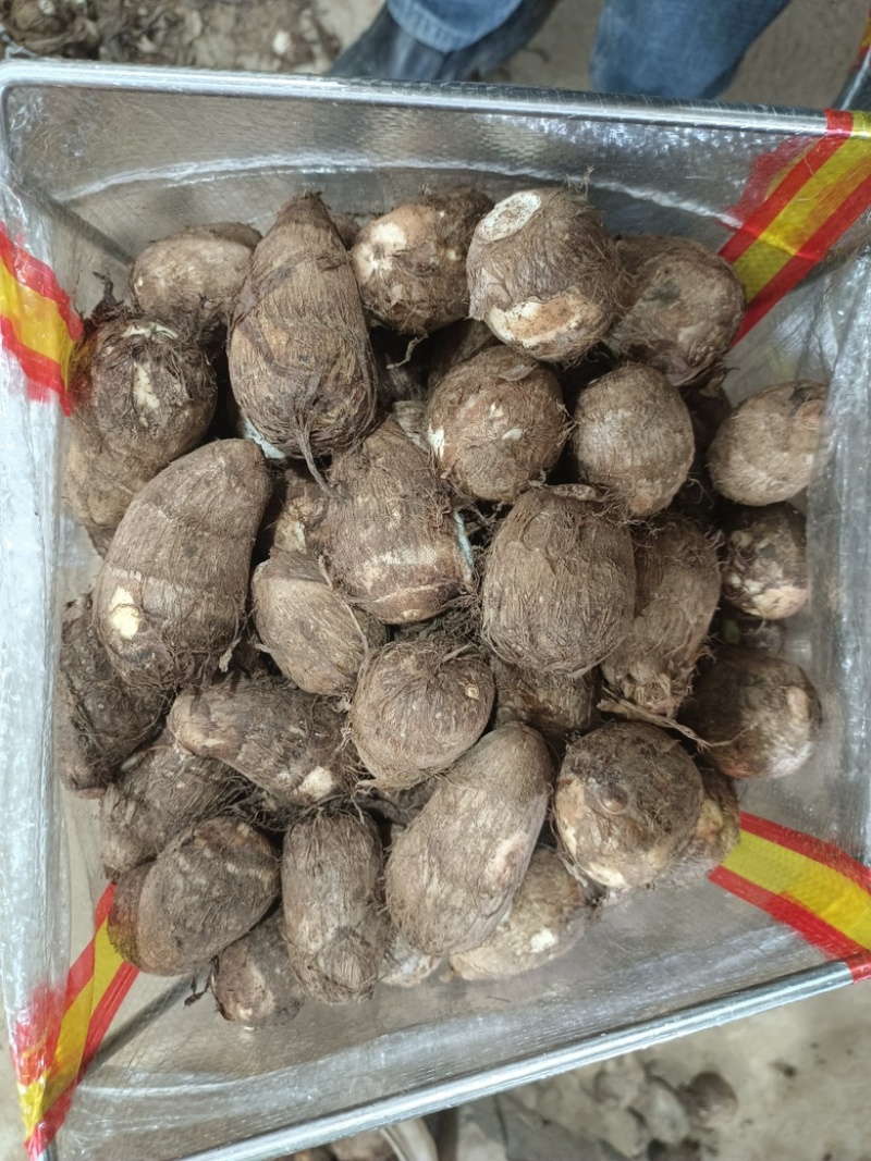 牛奶芋头口感细腻品质保证规格齐全量大从优！