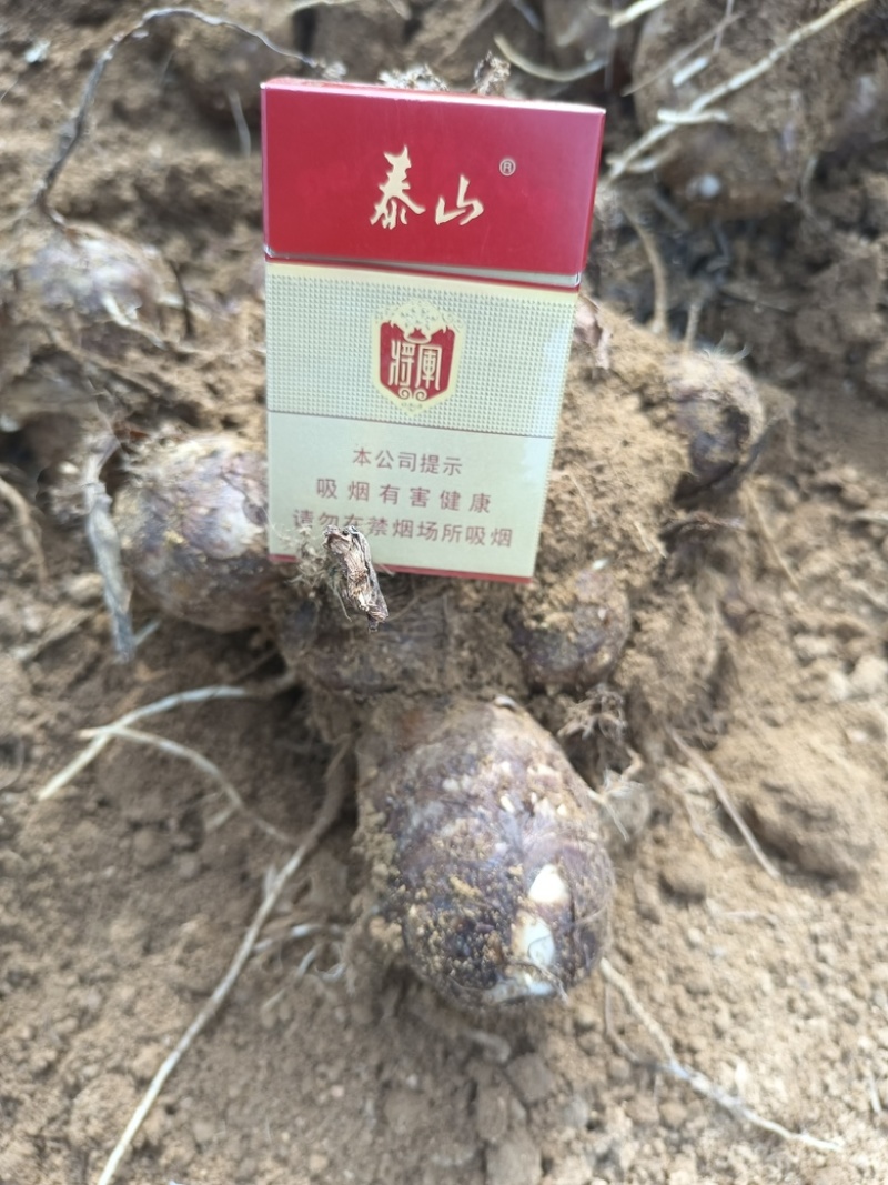 牛奶芋头口感细腻品质保证规格齐全量大从优！