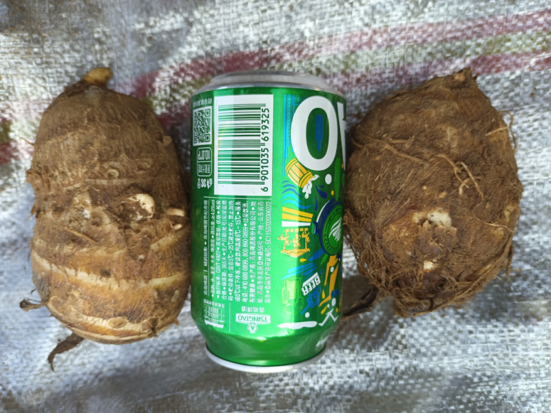 牛奶芋头大量现货供应全国大型批发市场电商平台欢迎咨询！