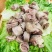 羊肉肠/羊肠灌肉