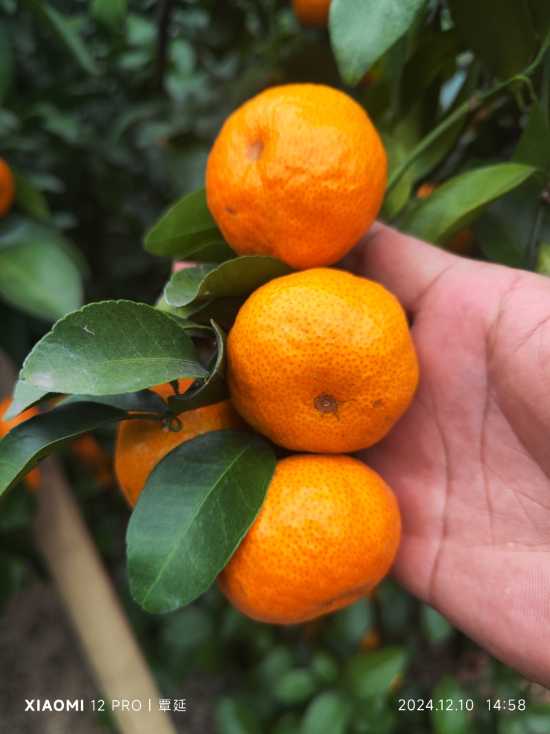 沙糖桔