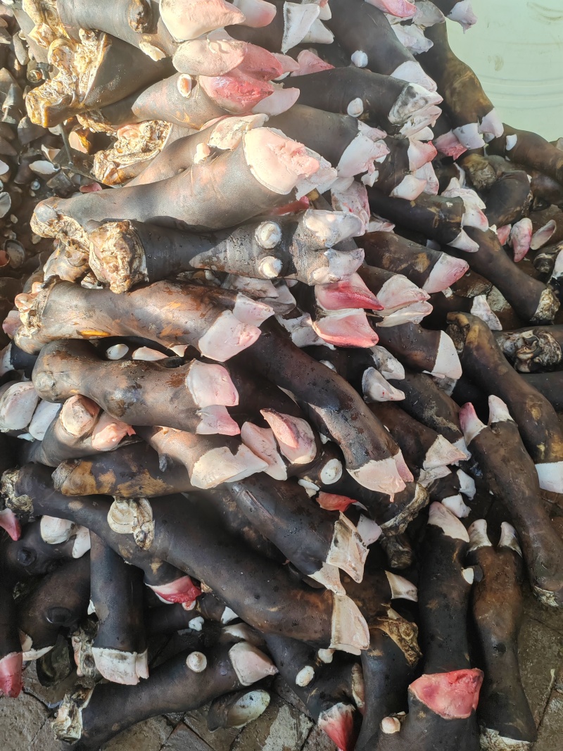 牛蹄大小规格都有一件也是批发价欢迎新老客户采购