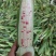 海南花糯，万糯玉米，水果玉米，双色玉米大量，商超**！！